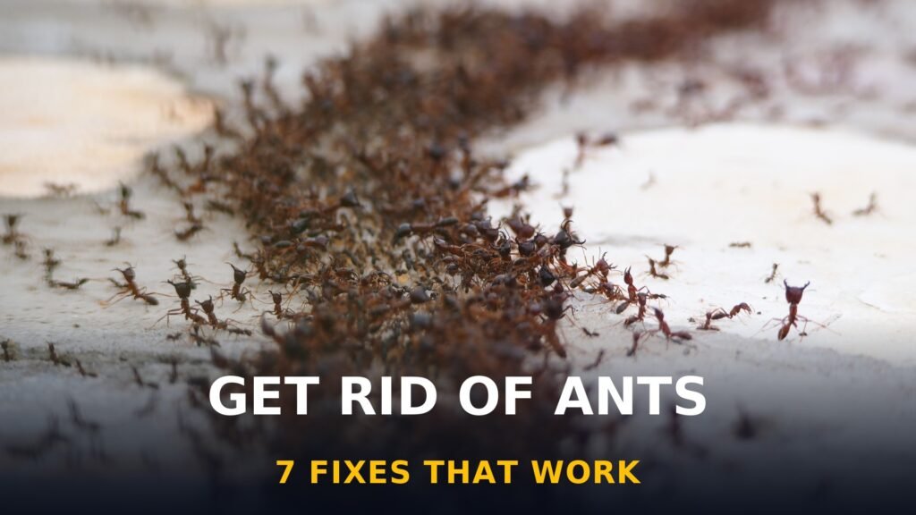 how to get rid of ants — close-up of an ant colony