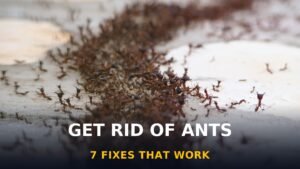 how to get rid of ants — close-up of an ant colony