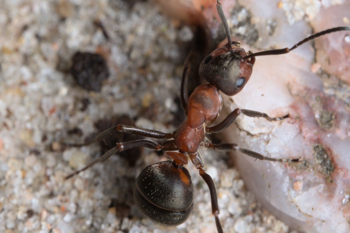 close-up of a red ant — bait stations get foraging ants to carry poison back to the colony, which is how to get rid of ants for good